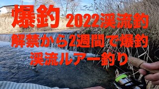 爆釣　2022渓流釣り　解禁から2週間で爆釣　渓流ルアー釣り