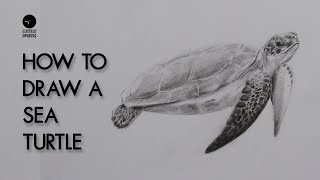 How To Draw A Turtle : Pencil Sketch : Turtle Drawing