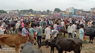 राजस्थान का मनोहर की हाठ!! Manohar Thana Rajasthan!! भैंसों की कीमत बड़ी!! भैंसों की हाट