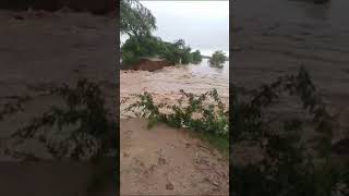 Danger in Punjab|Flood in Punjab| Mansa Flood Punjab| Nagal Dam #viral #flood #trending #dam