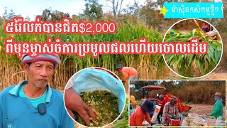 ដាំពោតតែ ៥រ៉ៃលក់បាន $2,000/ Growing corn get $2,000 #agriculture #cows #farmer #ranch #cattle