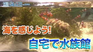 おうちで海活「オンライン水族館」 日本財団 海と日本PROJECT in えひめ 2020 #01