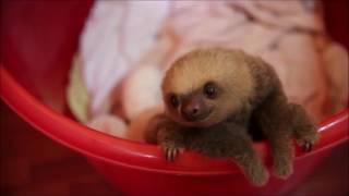 【面白かわいい】可愛すぎてキュン死♡赤ちゃんナマケモノ【動物赤ちゃん】sloth