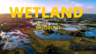 WETLAND พื้นที่ชุ่มน้ำ Presentation Coastal Engineering ku78