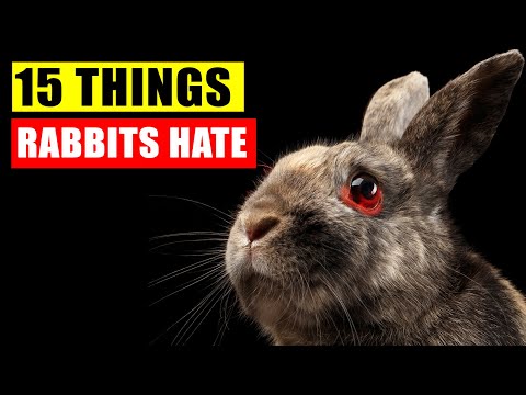 What smells do rabbits hate?