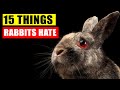 15 Things Rabbits Hate the Most