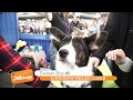 Top 10 Best Therapy Dog Breeds Top 10 Best Therapy Dog Breeds