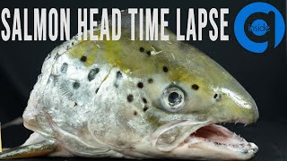 Salmon Head Time Lapse - Rotting Time Lapse