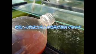 AQUAいろ養魚場　金魚、メダカにPSB