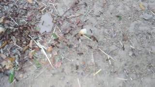 Ant war! Monomorium indicum vs Pharaoh ant (monomorium pharaoensis)