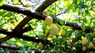 TEKNIK BUDIDAYA LEMON DI LUAR NEGRI