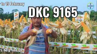 #DEKALB 9165 #DKC 9165 #Farmers help line DP #DKC \u0026 Laudis