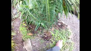 Rare Cycas panzhihuaensis in our North Pacific  garden