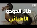 أغرب 10 سلالات طيور في العالم رقم 5 ستشاهده لأول مرة في حياتك ..