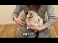 爪切り嫌がる猫は【封印】粘着テープを頭に貼れば簡単に大人しくなるらしい【検証】