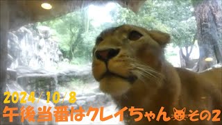 【ライオン】午後当番はクレイちゃん🐱その2　2024/10/8　とべ動物園