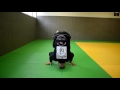 mbjjtv. forme de corps jjb bjj 6. les inclassable part 2 jeux de têtes