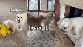 Goofy Golden Retrievers