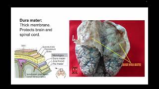 Lab 5 Comparative Anatomy Nervous and Visual