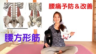 【骨盤底ヨガ】腰痛の原因、腰方形筋を緩めて鍛えよう！