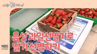 [나는농부다 242회] 음성 과일선별기로 딸기선별하기