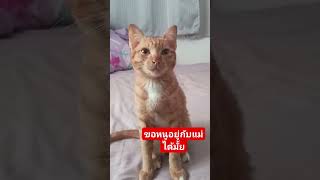 น้องบุญรอด#vilal  #Kitten #Catlover #ทาสแมว#แมวขี้อ้อน#แมวส้ม#Comedy#Cat#AnimalVideo# #Youtubeshort