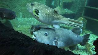 Taiwan Kenting National Museum of Marine Biology and Aquarium 台灣墾丁国立海洋生物博物馆