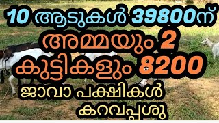 10 ആടുകൾ 39800ന് /അമ്മയും 2 കുട്ടികളും 8200 /ജാവാ പക്ഷികൾ /കറവപ്പശു / മണിത്താറാവ്/ സൂപ്പർ മുട്ടൻ