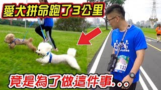 愛犬一起挑戰三公里路跑 竟然跑到哭了 還差點跑到跌倒...【希露弟弟啃雞腿】比熊 貴賓 Bichon Frise Poodle