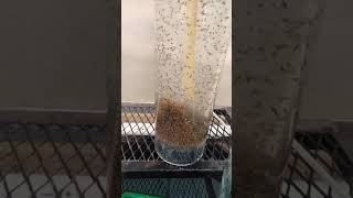 Tilapia eggs in  hatching jars.