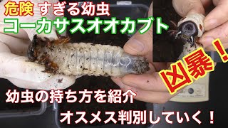 【凶暴】危険すぎるコーカサスオオカブト、幼虫の持ち方を紹介＆オスメスの班別をしていく【マレーコーカサス】Three horned beetle Checking the larvae Weighing