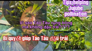 Cách giúp Táo Tàu đậu trái