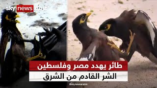 طائر يهدد مصر وفلسطين.. الشر القادم من الشرق  | #وثائقيات_خاصة