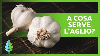 BENEFICI del consumo di AGLIO CRUDO 🧄✅ (Proprietà, Come MANGIARLO e Controindicazioni)