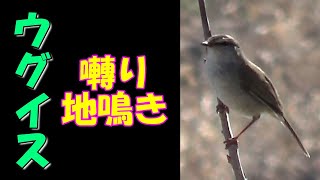 ウグイスの囀りと地鳴き