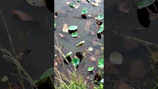 குளத்தில் மெதுவாக நகரும் கெண்டை மீன் | Carp fish in natural habitat #nature #tamilshorts #fishing