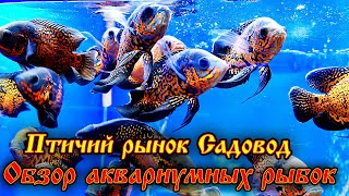 Птичий рынок 2024 Обзор аквариумных рыбок, растений и оборудования!