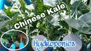 Hydroponics, #Chinese_Kale_Vegetable, បន្លែលើទឹក