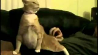 Trololo Cat Knows Whats Good!