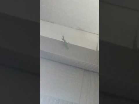 The praying mantis is hungry.... 🙏 The praying mantis is hungry.... 🙏