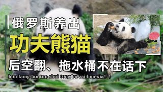 俄罗斯养出功夫熊猫，萌翻战斗民族，印度借不到把鳄鱼染成黑白色