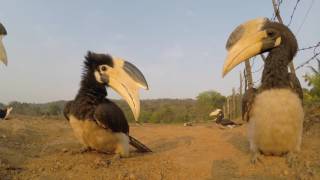 Malabar Pied Hornbill