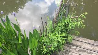 Watching Butterflies Dragonflies And Bees On Our Pond Flowers