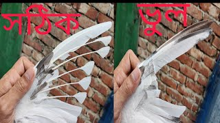 কবুতরের পাখা  কাটার সঠিক পদ্ধতি। The correct method of cotting pigeon feather.......