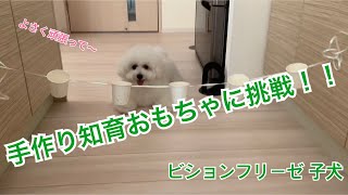 【ビションフリーゼ 子犬】手作り知育おもちゃに挑戦！！お友達のわんちゃんがやってるのを見て、見よう見まねで作ってみたら、、、作り方が違うんじゃ？？