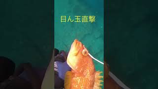 【魚突き】キジハタをキルショット‼️ 目ん玉貫通❓　Spearfishing #Shorts