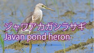 【今期2羽目の個体】ジャワアカガシラサギ Javan pond heron