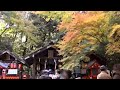 野宮神社 京都の紅葉名所　nonomiya shrine autumn leaves attractions in kyoto