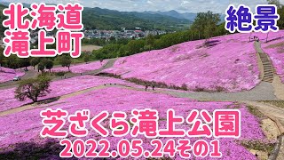 【芝ざくら滝上公園】ちょうど見頃のピンクの絨毯(2022.05.24その1)北海道滝上町