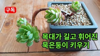 목대가 길고 휘어져 멋있는 묵은둥이 다육 키우기! Grow long, curved succulent plants 茎が長く曲がった多肉植物育て